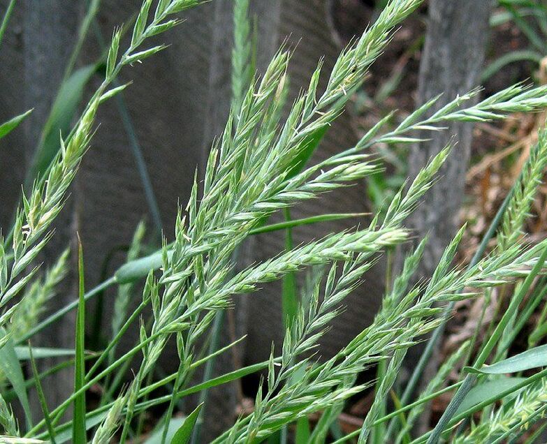 herba de trigo para o tratamento da prostatite